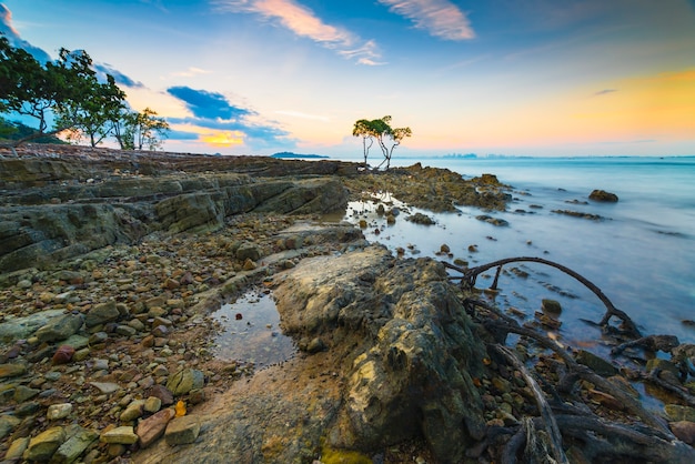 Mangrove trees and coral at Tanjung Pinggir Beach on Batam Island at sunset