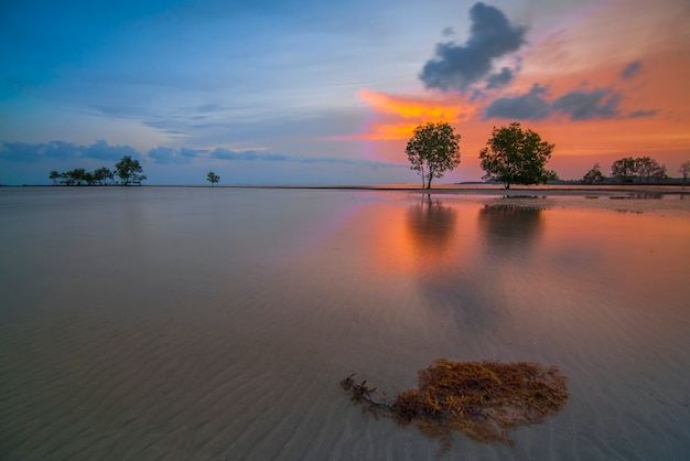 Мангровые деревья на закате на пляже Мелайю, остров Батам