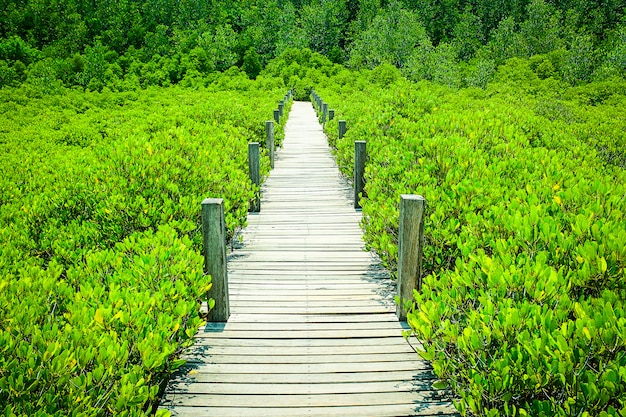 Mangrove trees in  thailand