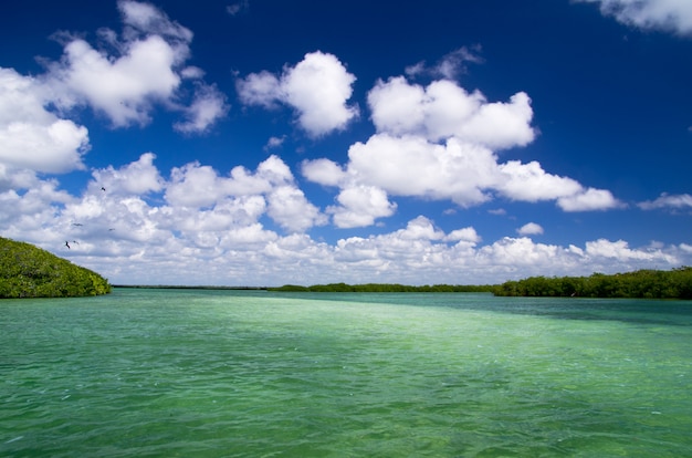 Mangrove trees