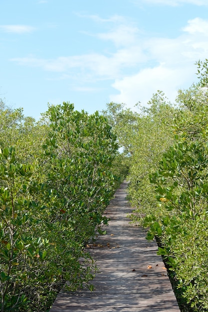 Mangrove and the walk wayu