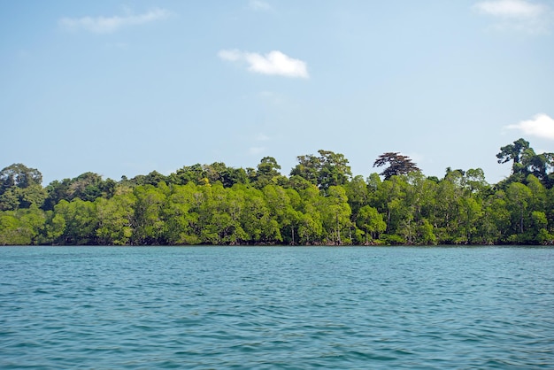 Фото Мангровая вода мангровые саженцы