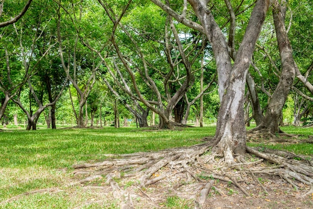 Mangrove wortelbos schaduwrijk