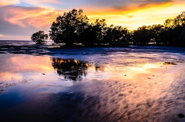 mangrove