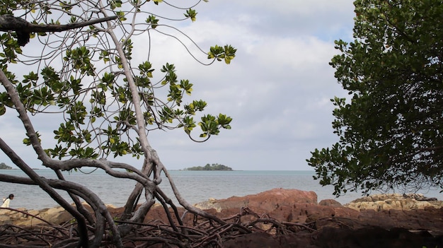 Mangrovebomen en schaduwrijke rotsachtige stranden met zeeachtergrond