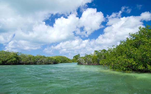 Mangrovebomen in Caraïbische overzees