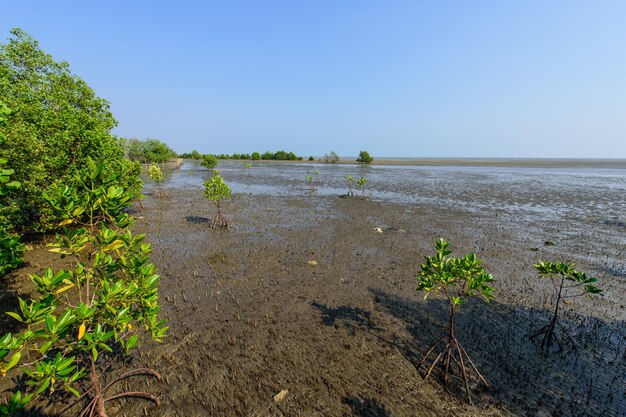 Mangrovebomen