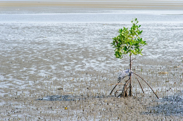 Mangrovebomen