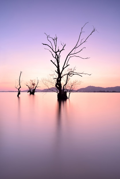 mangrovebomen