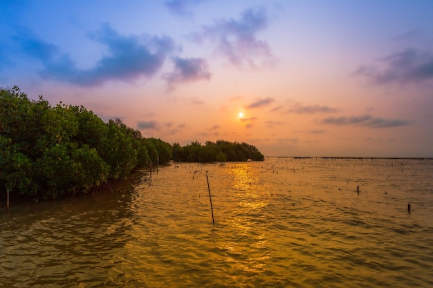 Mangrovebos en de luchtGrote rivier met mangrovebos en heldere lucht