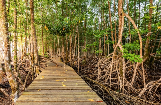 Mangrovebos en het ochtendlicht