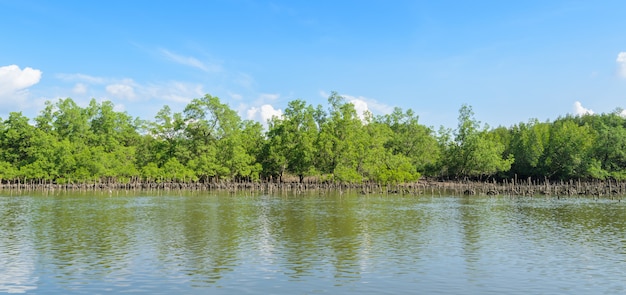 Mangrovebos en oester die in Phang Nga-Baai Nationaal Park, Thailand bewerken