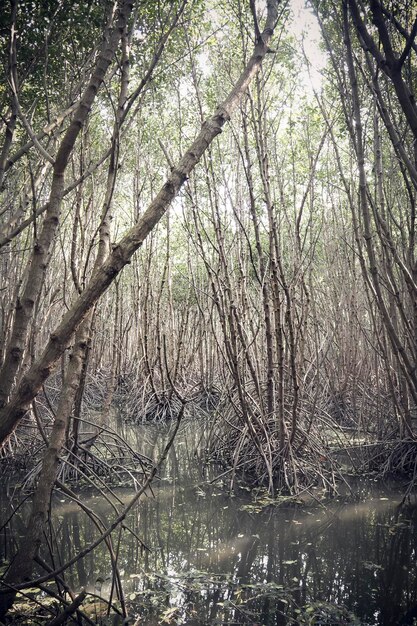 Mangrovebos in Azië Thailand