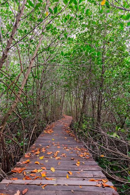 Mangrovebos in Petchaburi-Provincie, Thailand