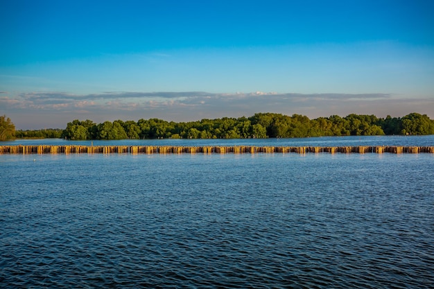 Mangrovebos Prachtige blauwe lucht en tropisch mangrovebos