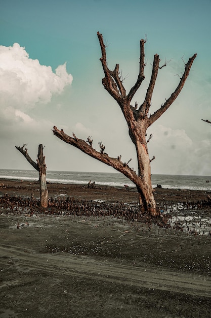 Foto mangrovebos