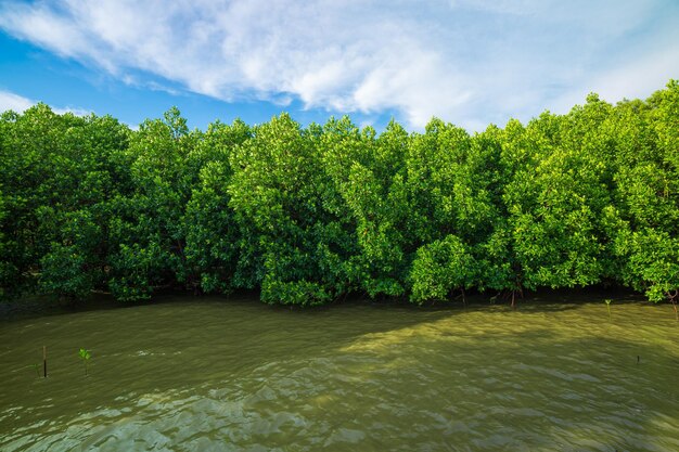 Mangrovebossen en kustlijnen, rode mangrovebossen en ondiepe wateren op een tropisch eiland, mangrov
