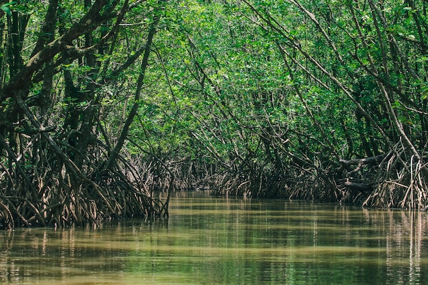 Mangrovebossen in de natuur hebben veel wortels voor hechting.