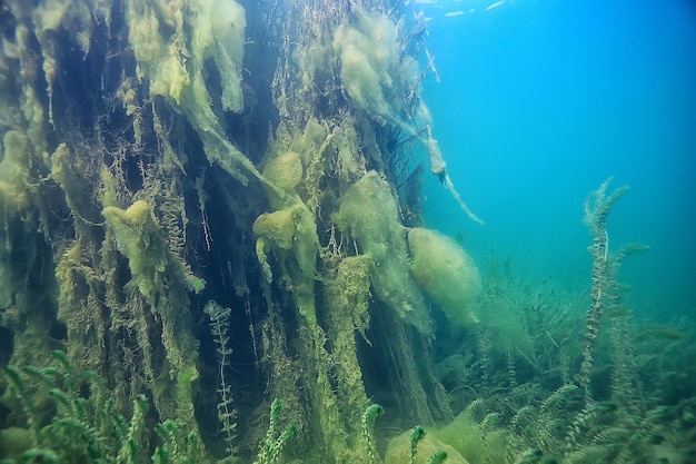 mangroven onderwater landschap achtergrond / abstracte struiken en bomen op het water, transparant water natuur eco