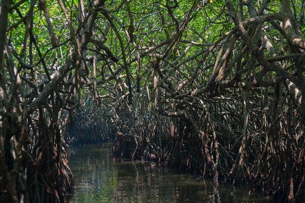 Mangroven op de rivier in Sri Lanka.