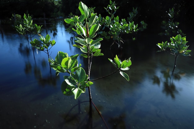 Foto mangrovenbomen