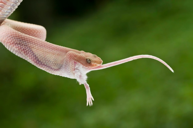 Mangrovepitadder Trimeresurus purpureomaculatus