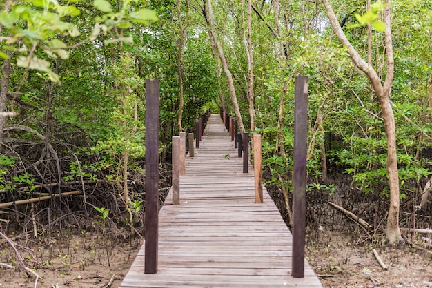 Mangroves inTung Prong Thong or Golden Mangrove Field at Estuary Pra Sae, Rayong, Thailand