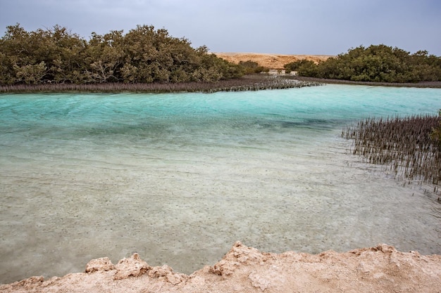 Mangroves of trees in a pond in turquoise water