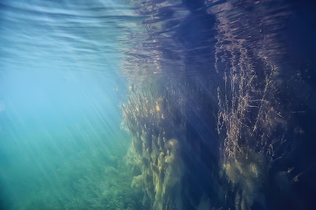 мангровые леса подводный пейзаж фон / абстрактные кусты и деревья на воде, прозрачная вода природа эко