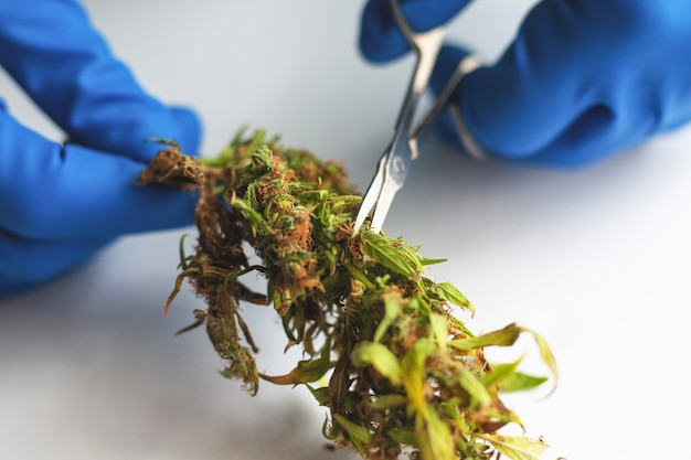 Manicure cannabis bud, trimming marijuana leaves with scissors.