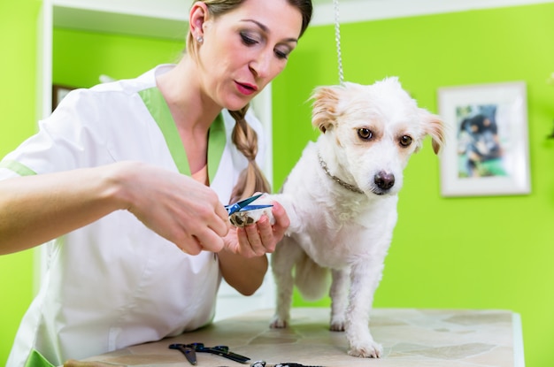 Manicure per cane nel salone di toelettatura per animali domestici