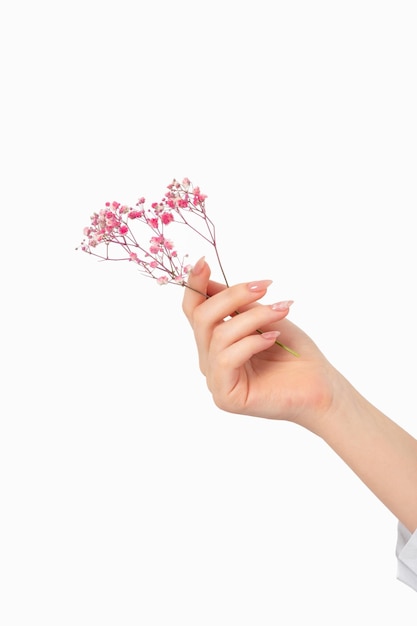 Manicure female hand with pink gypsophila flowers gel polish beige long nails on a white background