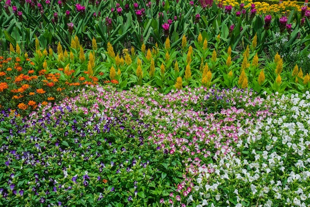 Manicured vrij bloemtuin met kleurrijk