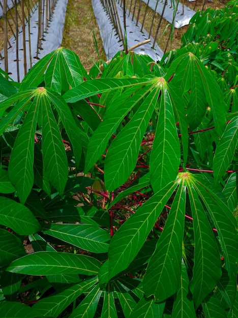 Manihot Esculenta or cassava plants in rice fields