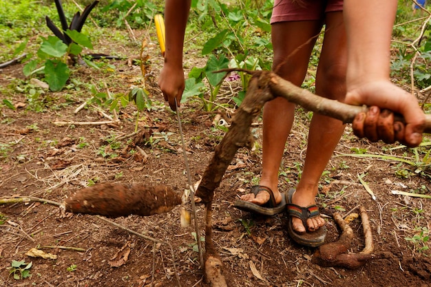 manioc plucking in shuar village amazon rainforest