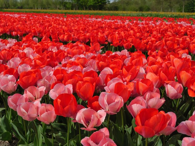 Photo manlips in the netherlands