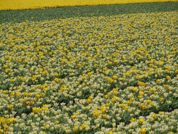 Photo manlips in the netherlands