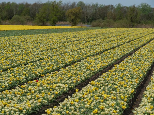 Photo manlips in the netherlands