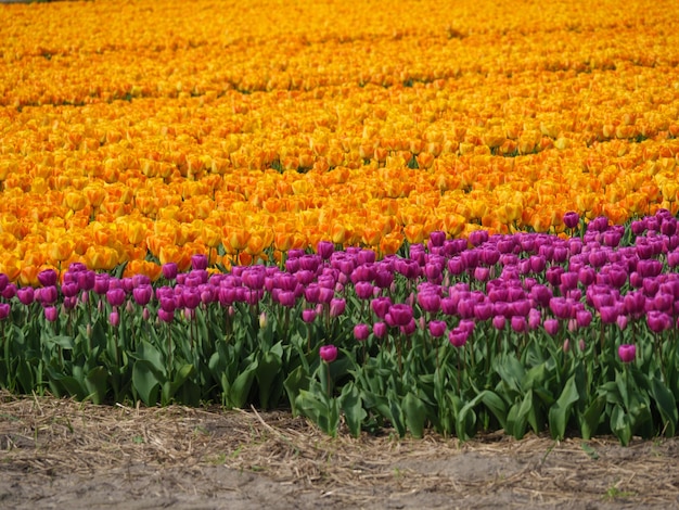 manlips in the netherlands