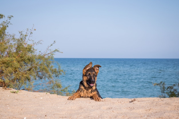 Mannelijk Duitse herderpuppy bij het strand