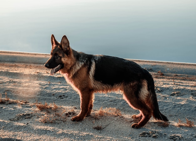 Mannelijk Duitse herderpuppy dichtbij meer