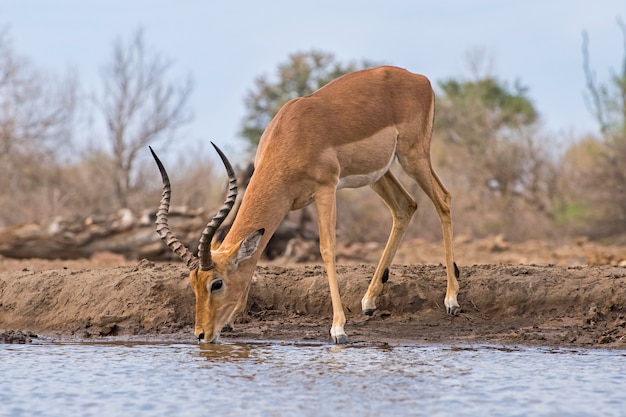 Mannelijk Impala drinkwater