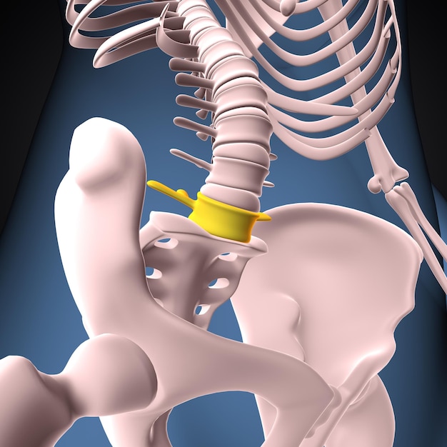 mannelijk lichaam ruggengraat en wervels anatomie 3d illustratie