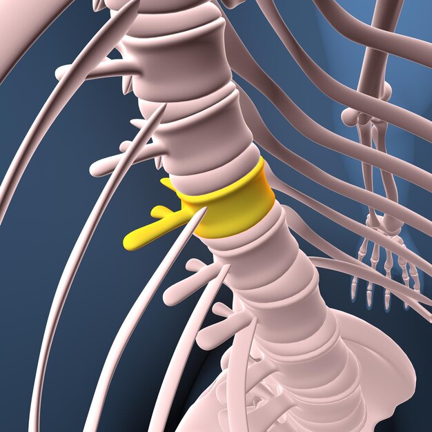 mannelijk lichaam ruggengraat en wervels anatomie 3d illustratie