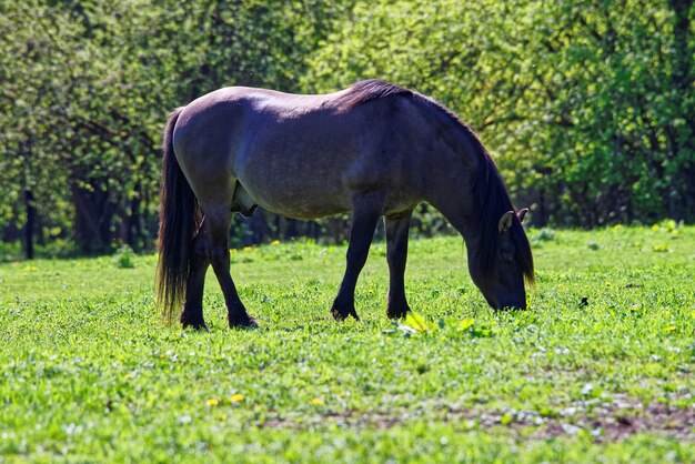 Mannelijk paard in Bialowieza National Park als onderdeel van Belovezhskaya Pushcha National Park in Polen.