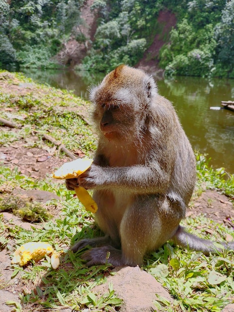 Foto mannelijke aap