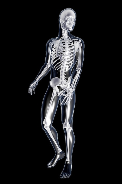 Mannelijke anatomie. 3D teruggegeven illustratie.