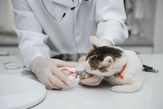 Mannelijke arts dierenarts met een stethoscoop in veterinaire kliniek voert onderzoek en medisch onderzoek van huiskat concept van medische veterinaire zorg huisdier gezondheid