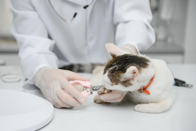 Mannelijke arts dierenarts met een stethoscoop in veterinaire kliniek voert onderzoek en medisch onderzoek van huiskat concept van medische veterinaire zorg huisdier gezondheid