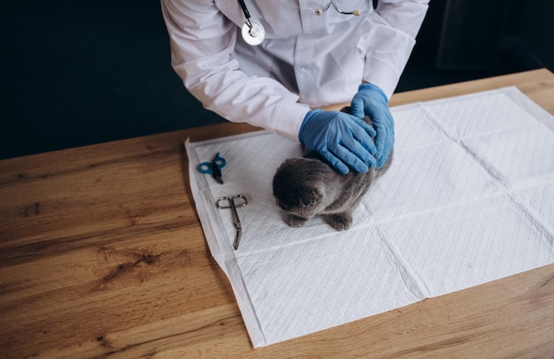 Mannelijke arts dierenarts met stethoscoop houdt schattige grijze kat op handen bij dierenartskliniek en glimlacht